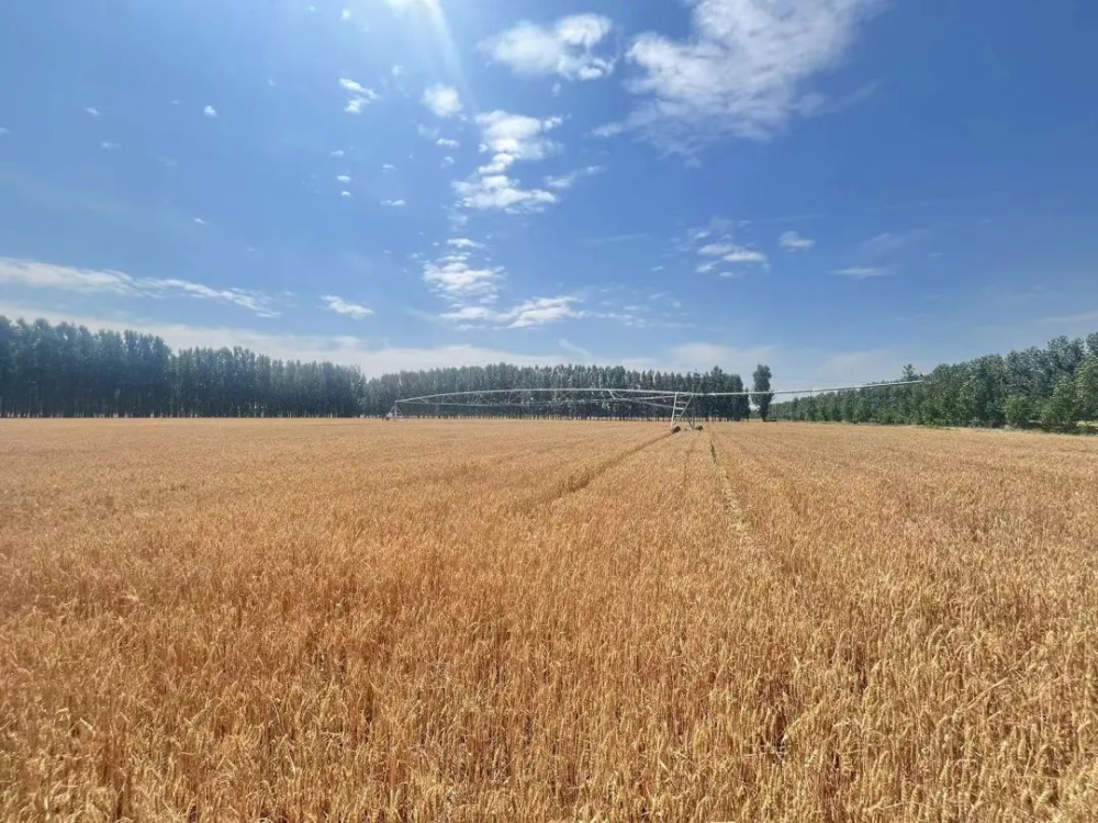 滨州邹平市孙镇:又是一年丰收季 金色麦浪滚滚来