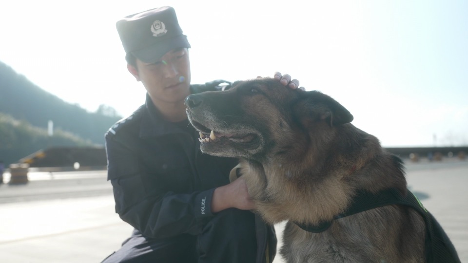 警犬龙虎光荣退役后辈衔来大红花