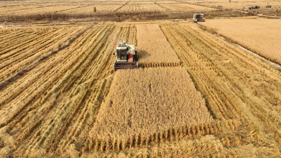 辽宁彰武:沙海变良田 金秋收获忙_腾讯新闻