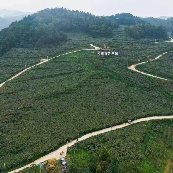丰收在望!息烽温泉镇猕猴桃夏季管护忙