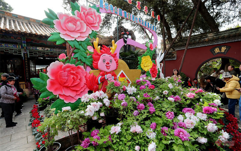 昆明昙华寺牡丹迎春绽放再现花潮盛景_腾讯新闻