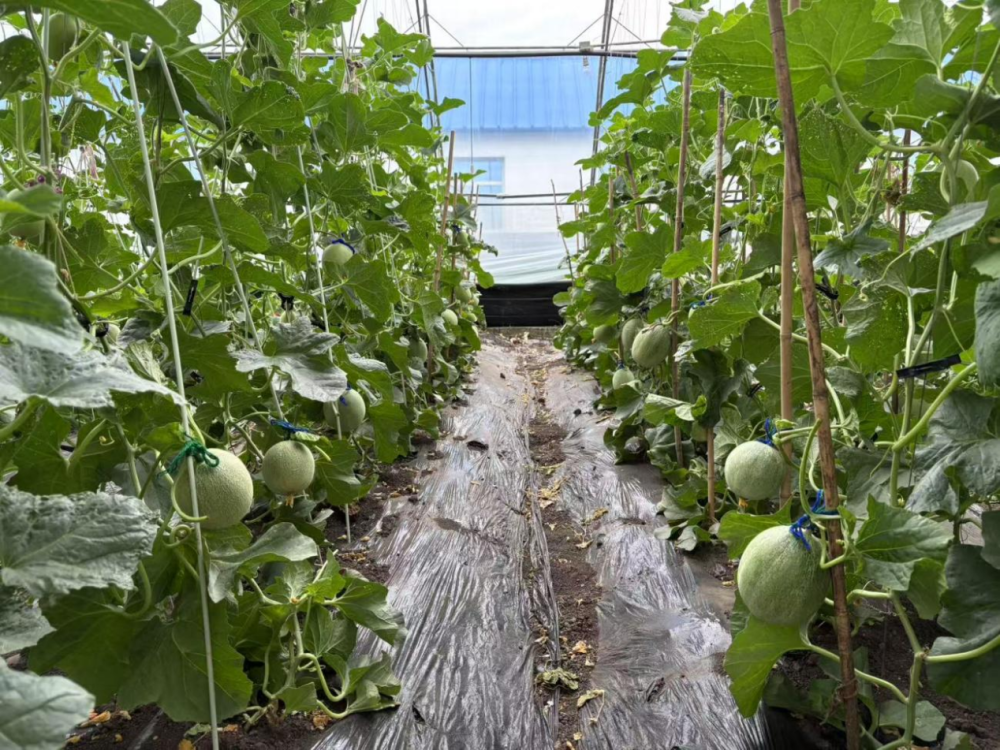 桦川:家庭农场哈密瓜串起乡村特色种植新产业
