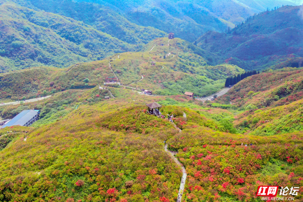 摄影:曾石祥▲图说:每年四月下旬至五月中旬,浏阳大围山满山杜鹃如