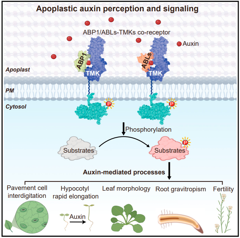 文章模式圖(圖源自cell)生長素結合蛋白1(abp1)以生長素依賴的方式與