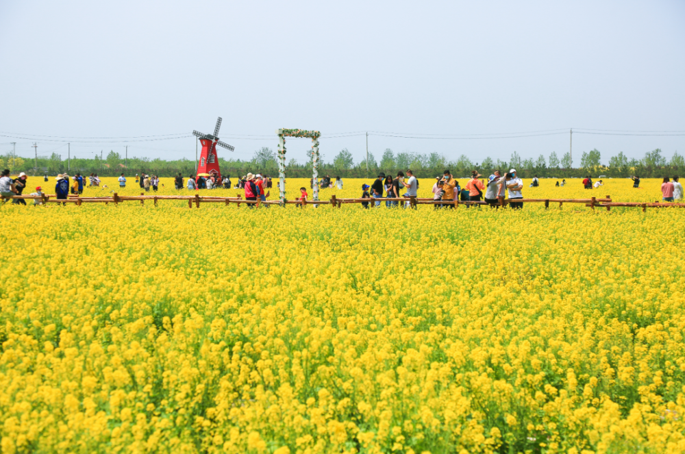 莱州月季花（莱州月季花节是5月25号还是五月二十五） 第32张