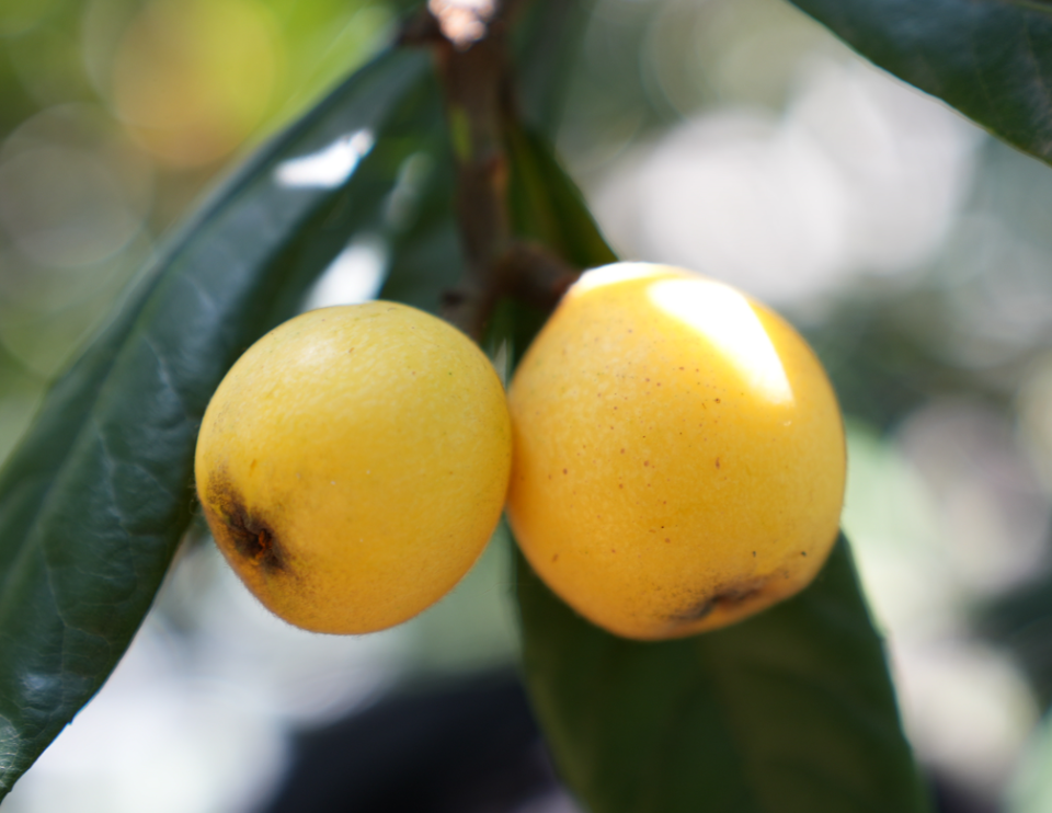 "塘栖枇杷第5年,感觉今年品质最好!