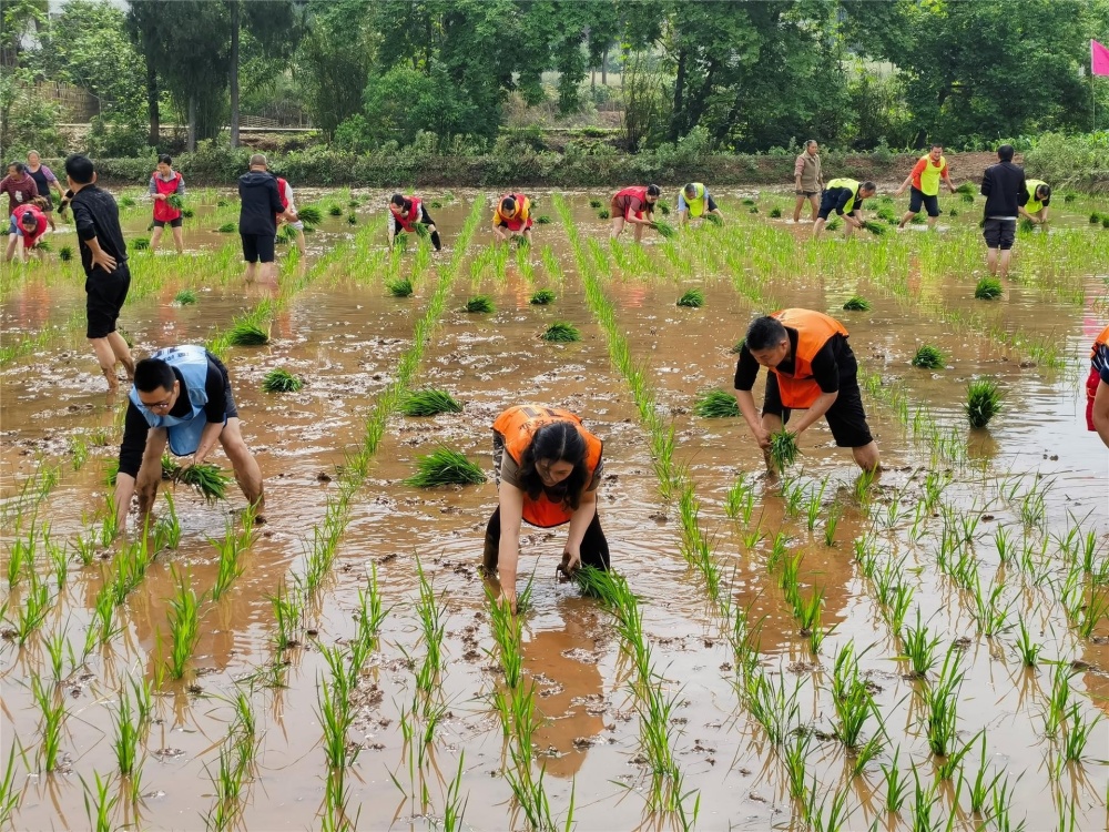 农田变"赛田" 插秧比赛劳作忙_腾讯新闻
