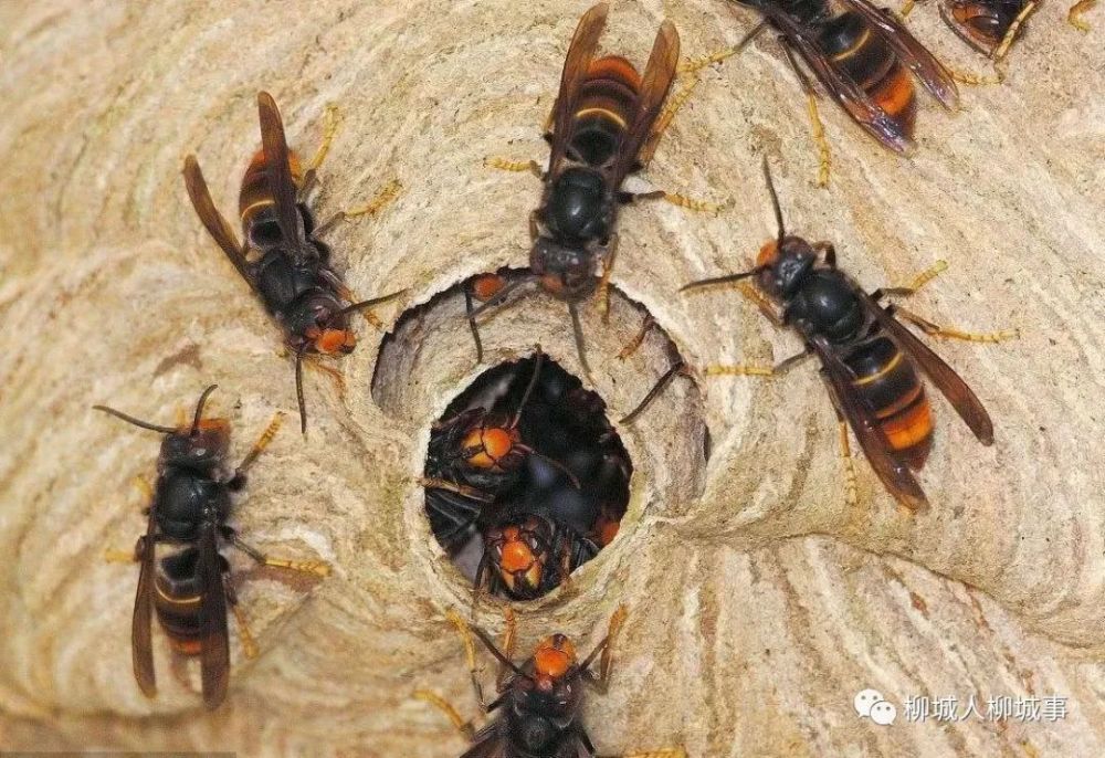 广西顶俏食品科技集团有限公司,有3名员工被马蜂困在了高空原料罐塔上