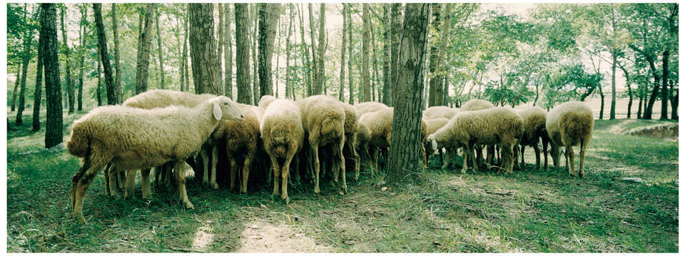 旋转的白森林_腾讯新闻
