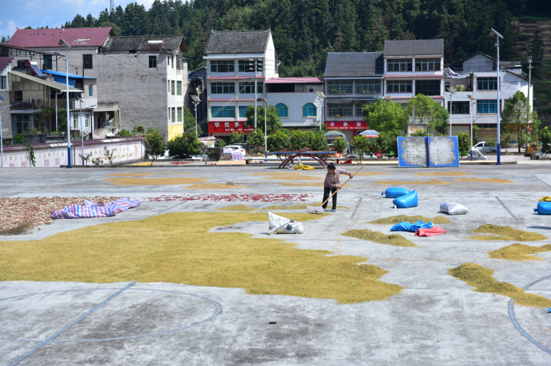 黄平县上塘镇:全面开放"晒粮场",守护群众"粮袋子"