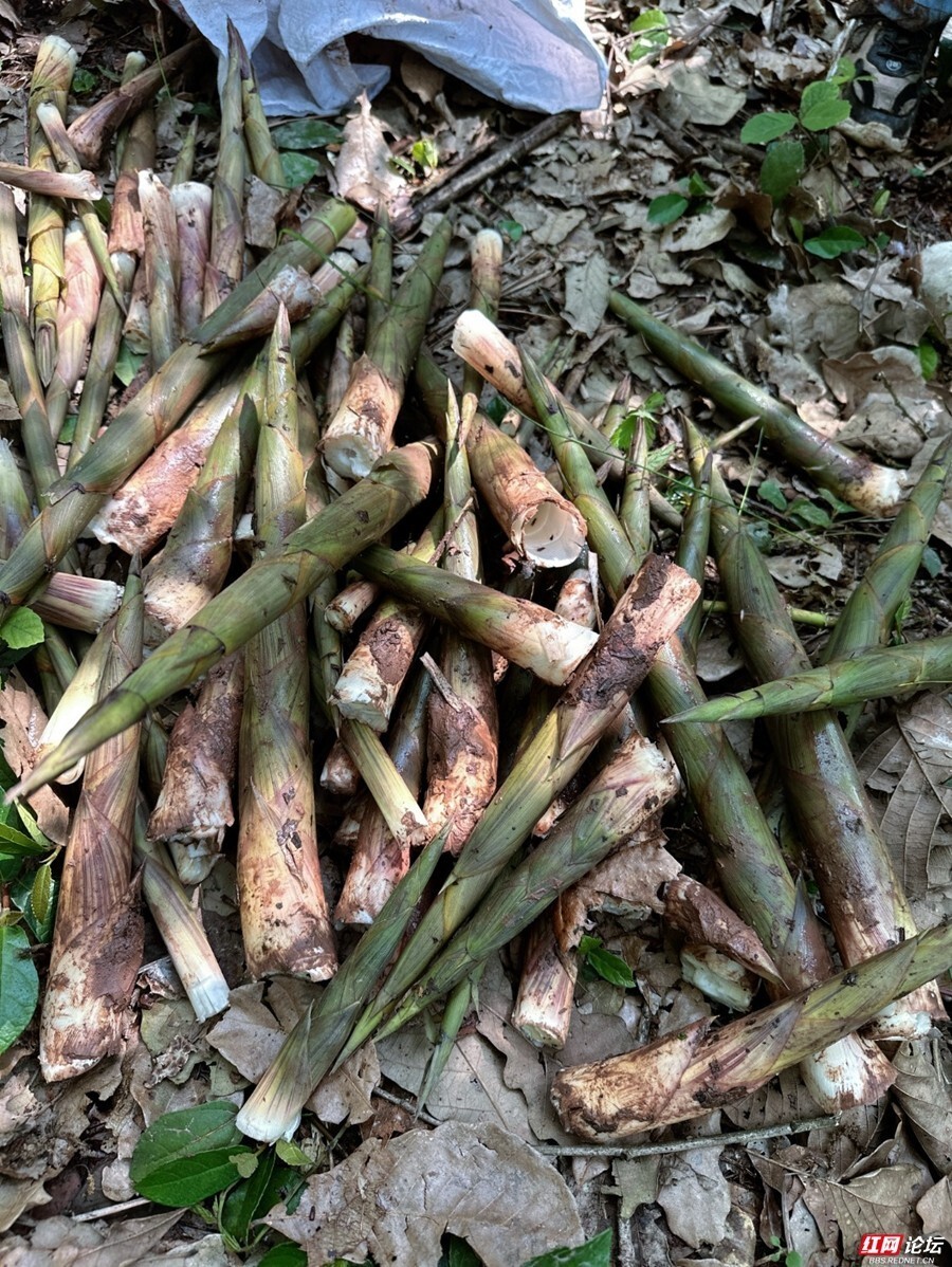 空山新雨后,小竹笋一窝接一窝