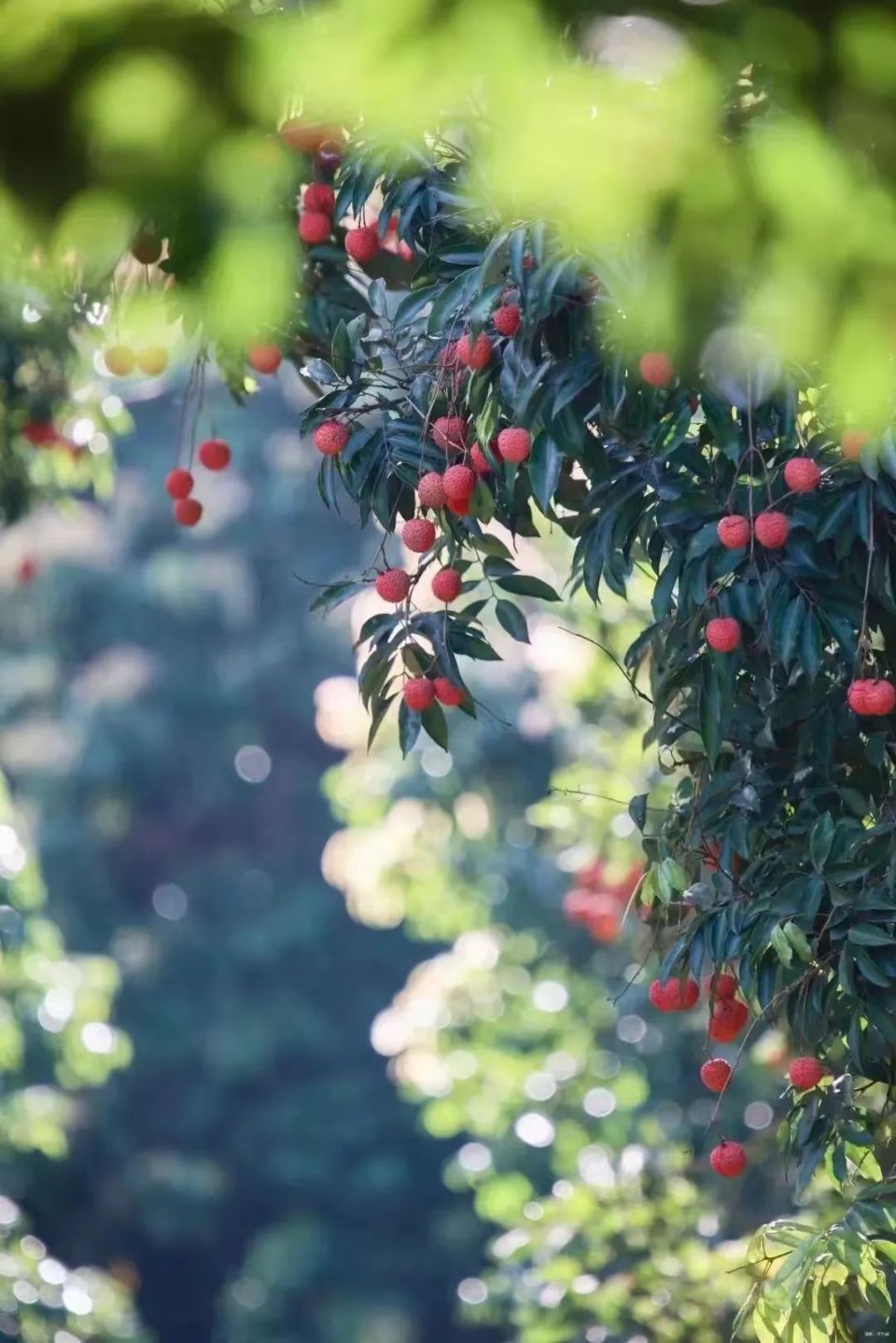 当荔枝遇上纪录片