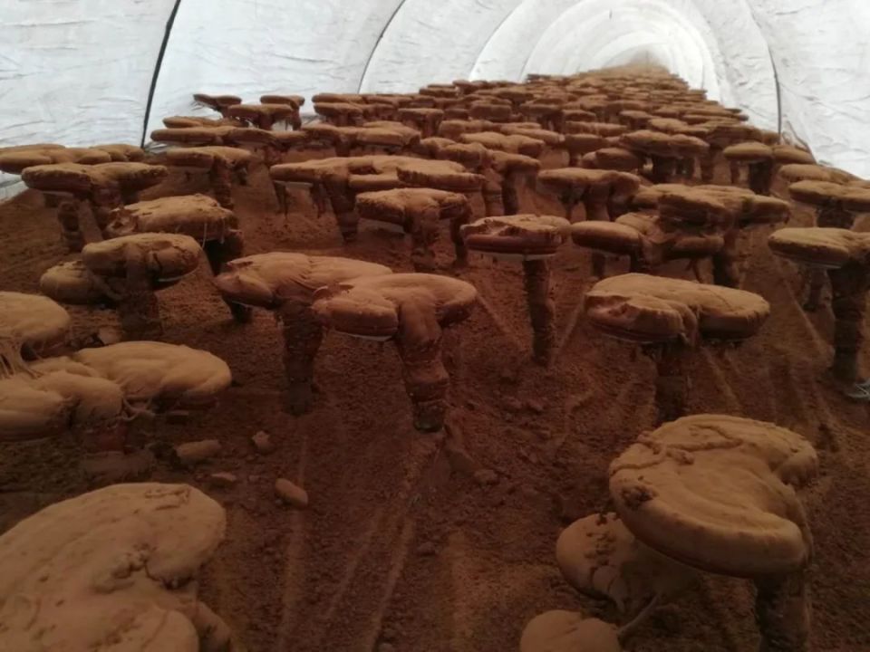 金寨县胭脂村的村民便开始将野生灵芝进行人工培育并广泛种植