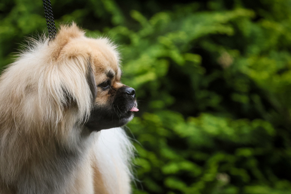 (外代二线)纽约将举办第147届威斯敏斯特犬展