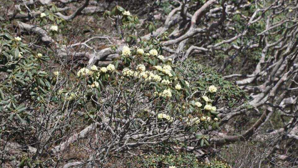 大理苍山洗马潭杜鹃花盛放