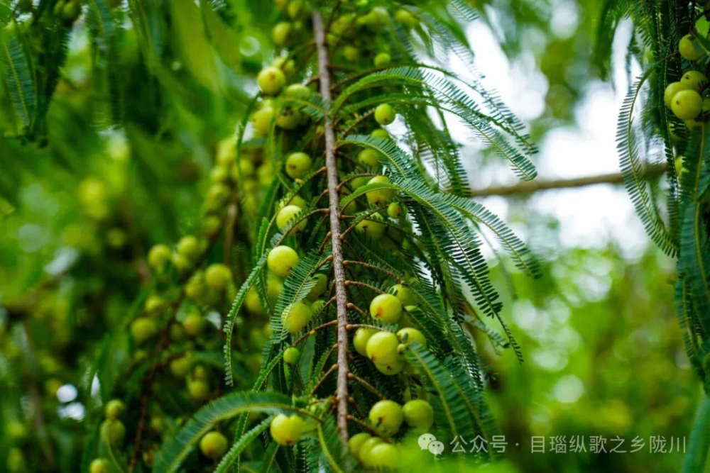 陇川宝藏滇橄榄，一口尝尽酸甜岁月_腾讯新闻