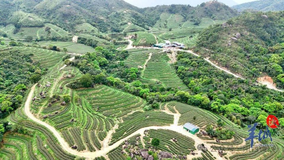 阳西东水山头茬春茶抢鲜上市邀您品一口春天的味道