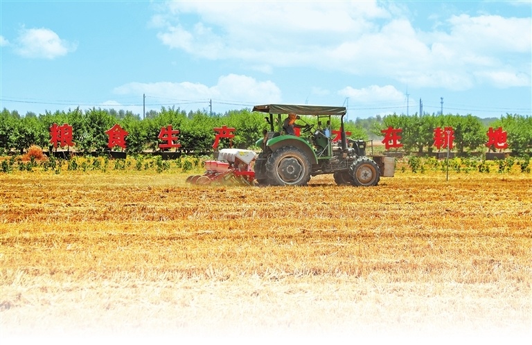 6月3日, 尉氏县张市镇小寨村农民正在收割后的田里抢种玉米,田间地头