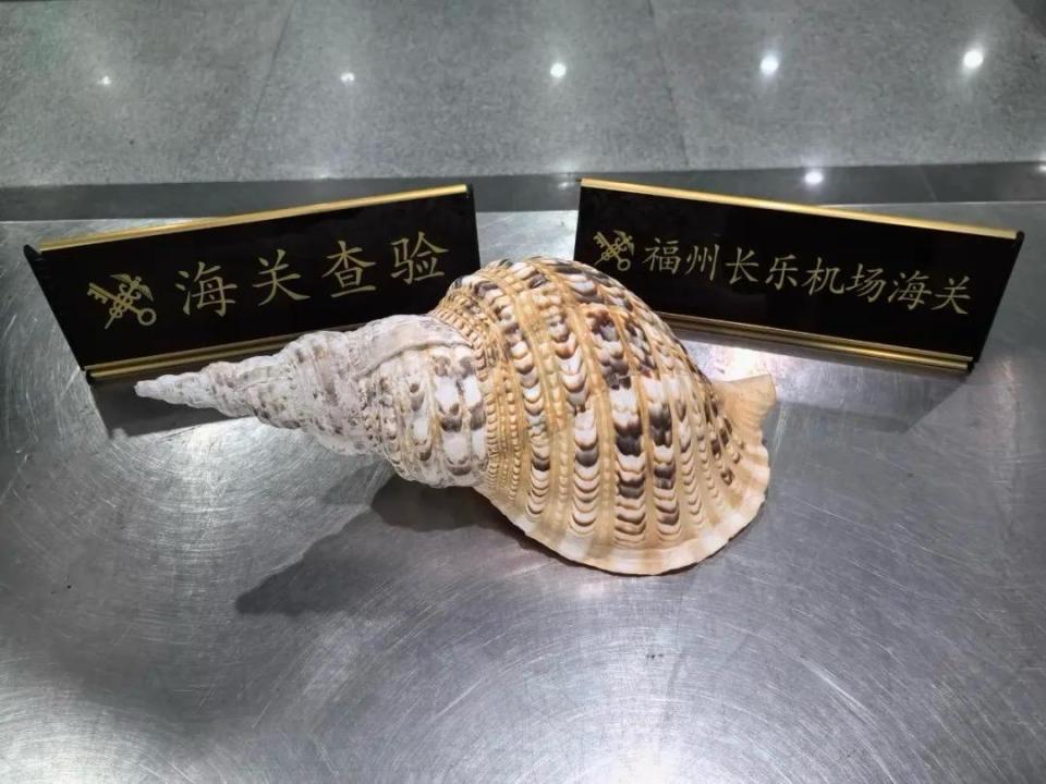 国家二级保护野生动物，出国旅行这种“大贝壳”不能带-腾讯新闻