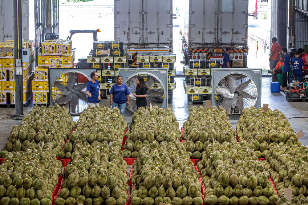 东盟榴莲的跨境之旅_腾讯新闻