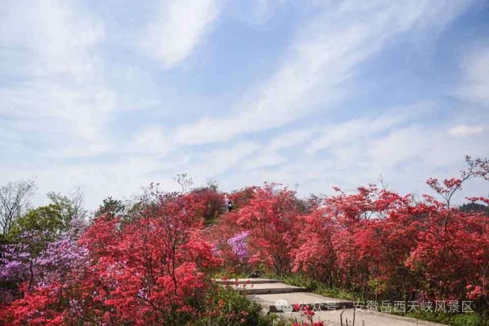 图片来源 | 网络 天峡景区【来源:安徽岳西天峡风景区 】