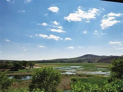 丹顶鹤"留宿"石人湾 好生态鸟儿喜欢人也爱