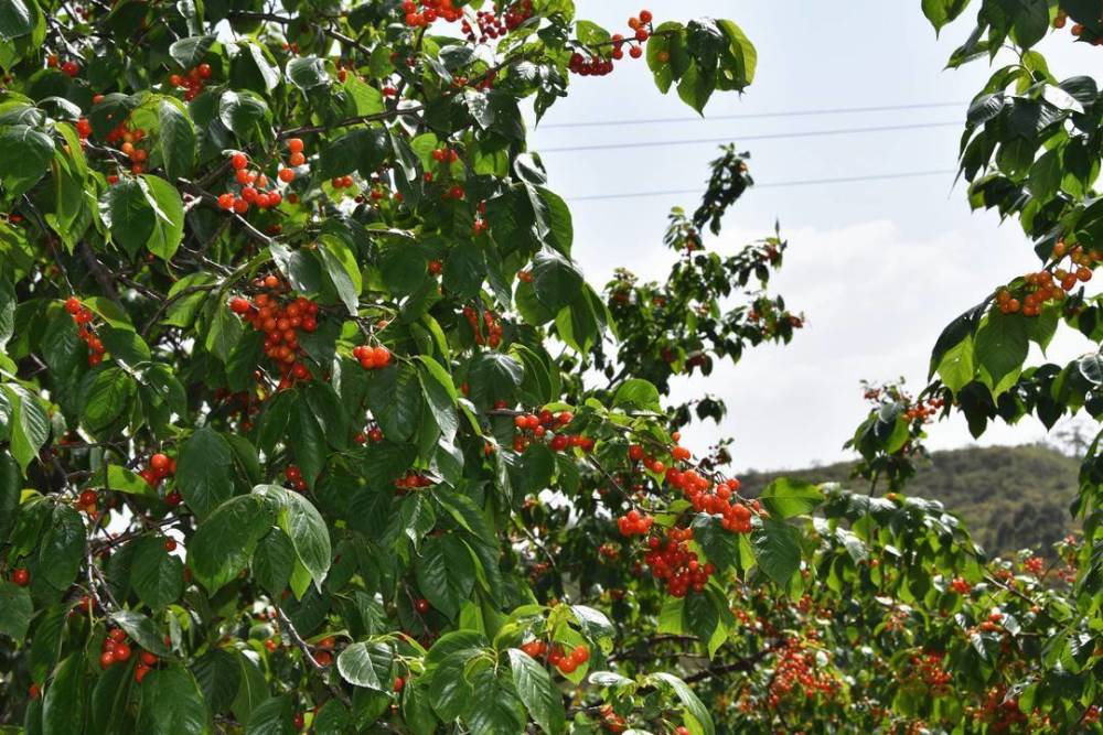 四川荣县1500亩樱桃林成熟 自贡内江两地游客蜂拥打卡采摘_腾讯新闻