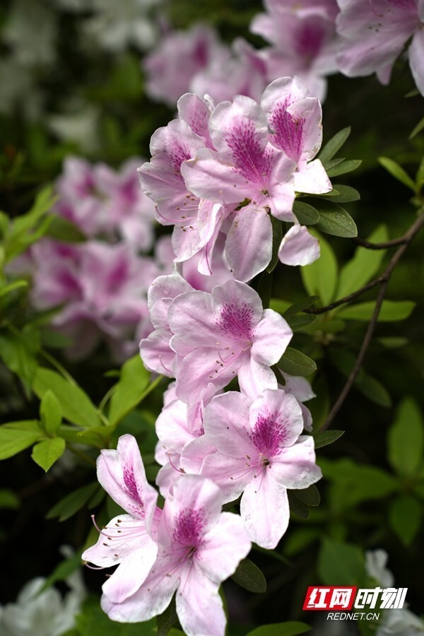 花草新闻社映山红映红山湖南省植物园450亩杜鹃花海怒放
