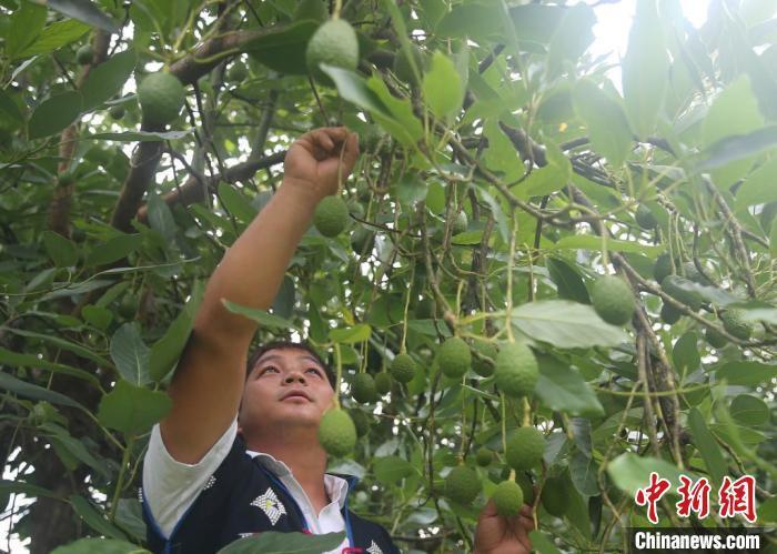 [南方生姜网-图片加载]