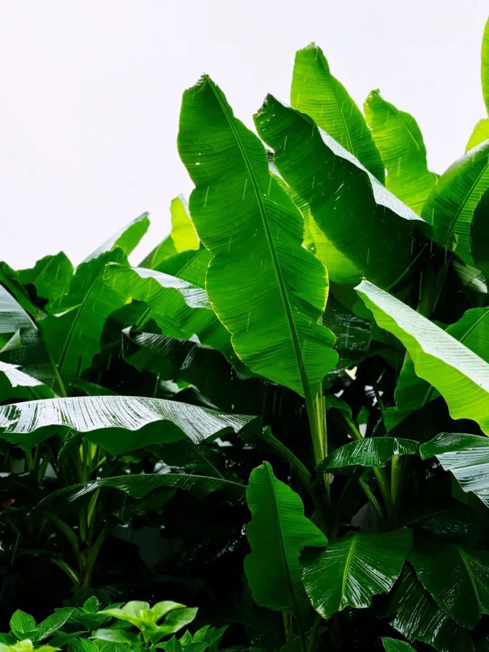 细听雨打芭蕉,一同去寻蓬勃新绿