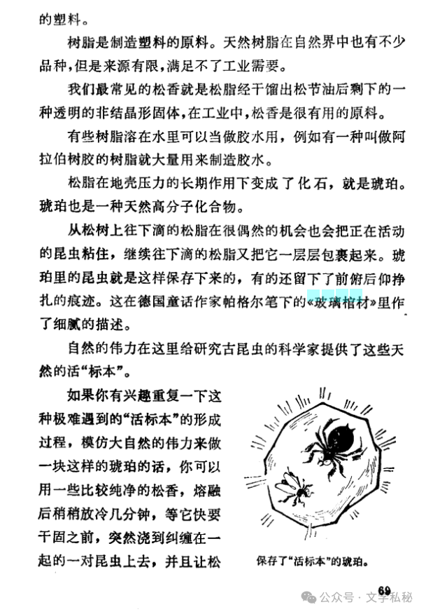 琥珀课文结构图图片