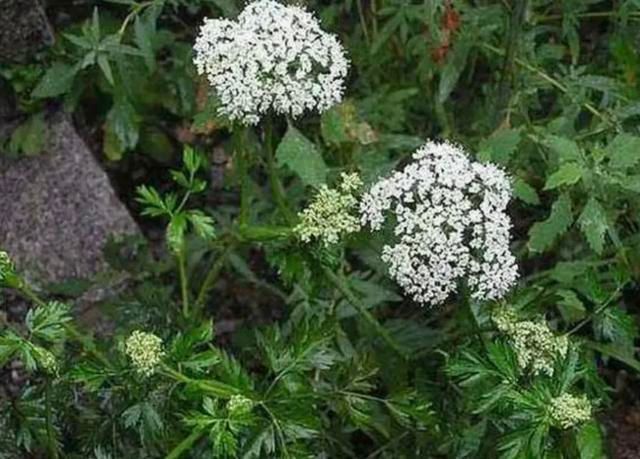 一茎之上,得风不摇曳——独活