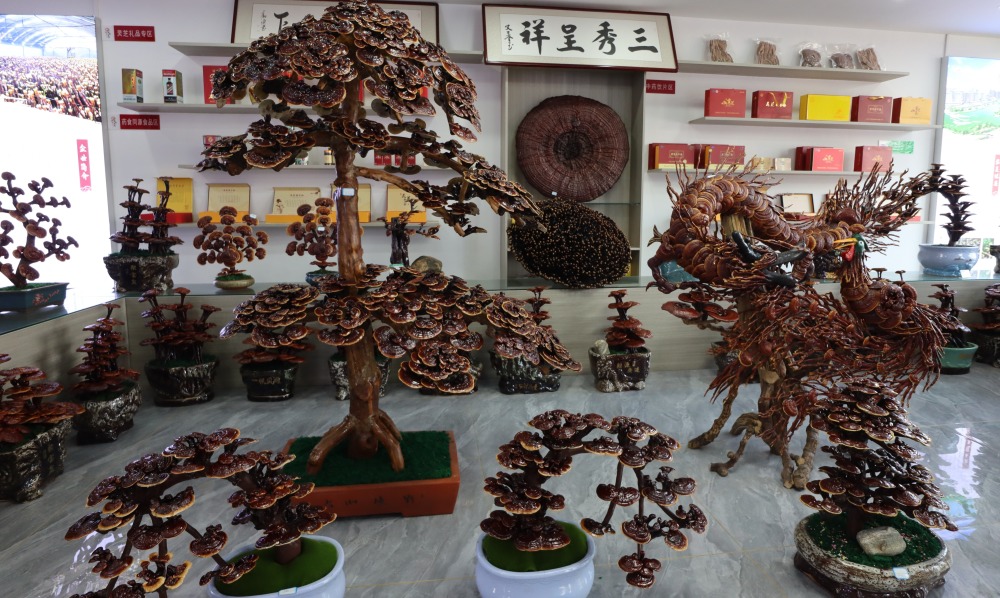 造型各异的灵芝盆景(新华社记者张力元 摄)冠县乡村振兴局宣传信息组