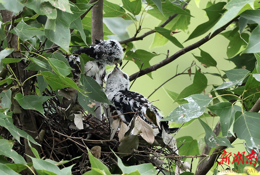 从大鸟筑巢到小鸟出巢,黑冠鹃隼育雏全记录