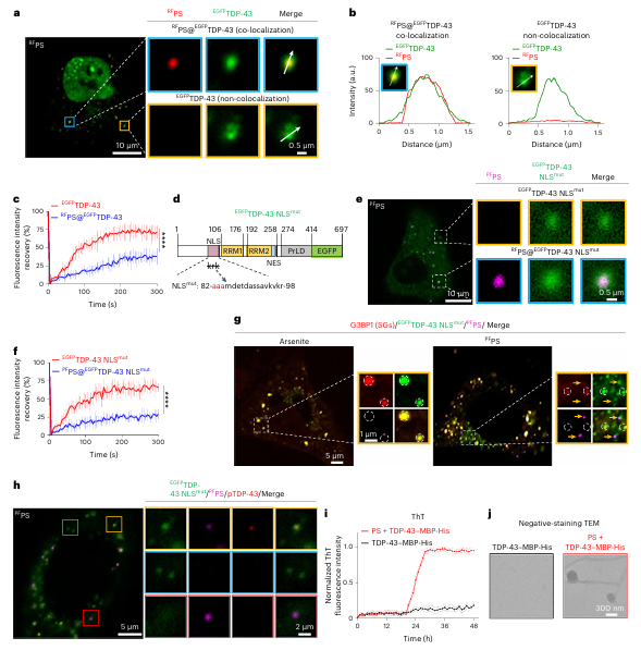 江桂斌院士/宋杨研究员nature nanotechnology:聚苯乙烯