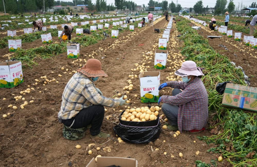 山东滕州:马铃薯收获忙