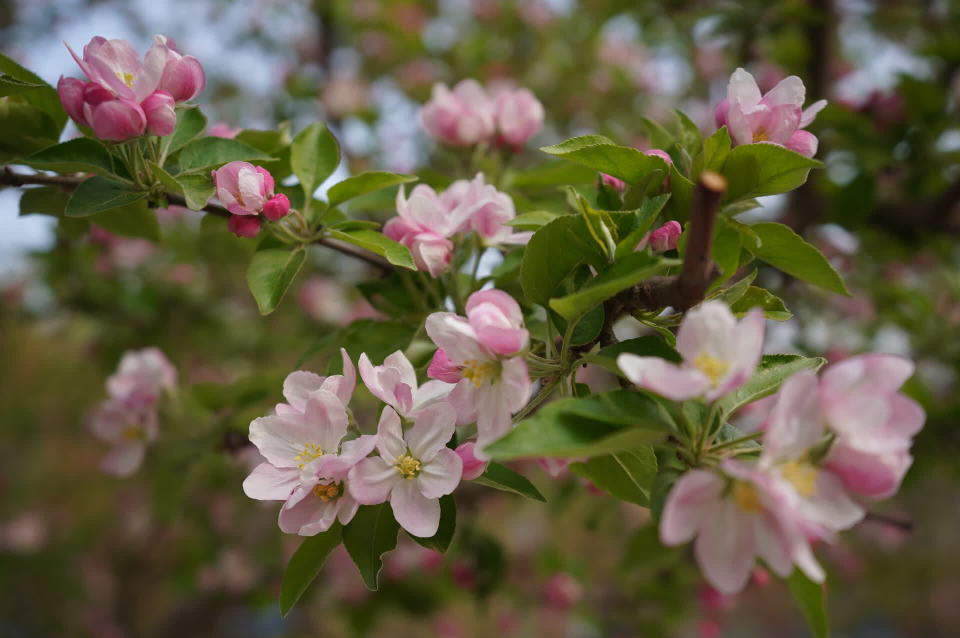 元大都公园再现海棠花溪28个品种海棠竞相开放