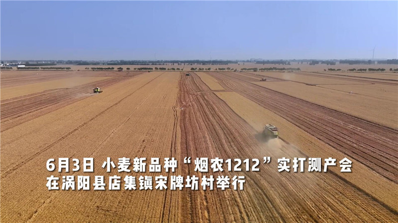 丰乐种业"烟农1212"小麦测产达865.83公斤