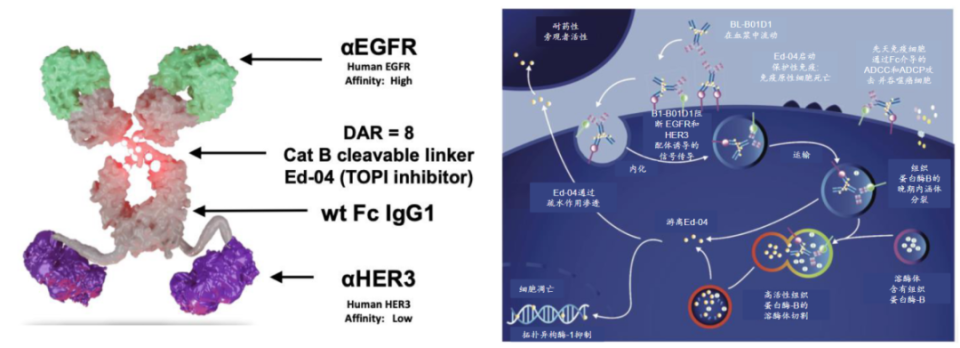 全球首个双抗ADC III期临床达主要终点！肿瘤治疗新曙光来