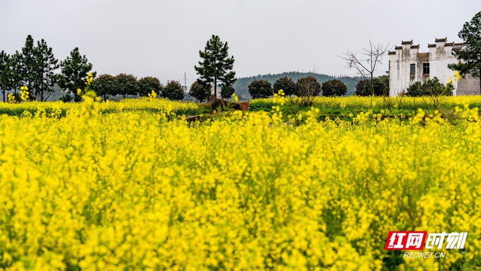 湖南耒阳油菜花开引客来邀你邂逅浪漫春光