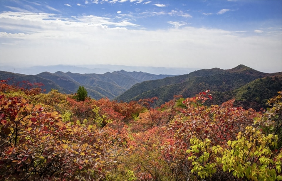 10月2日,走进吕梁市柳林县国营林场天然林林区,映入眼帘的是漫山遍野