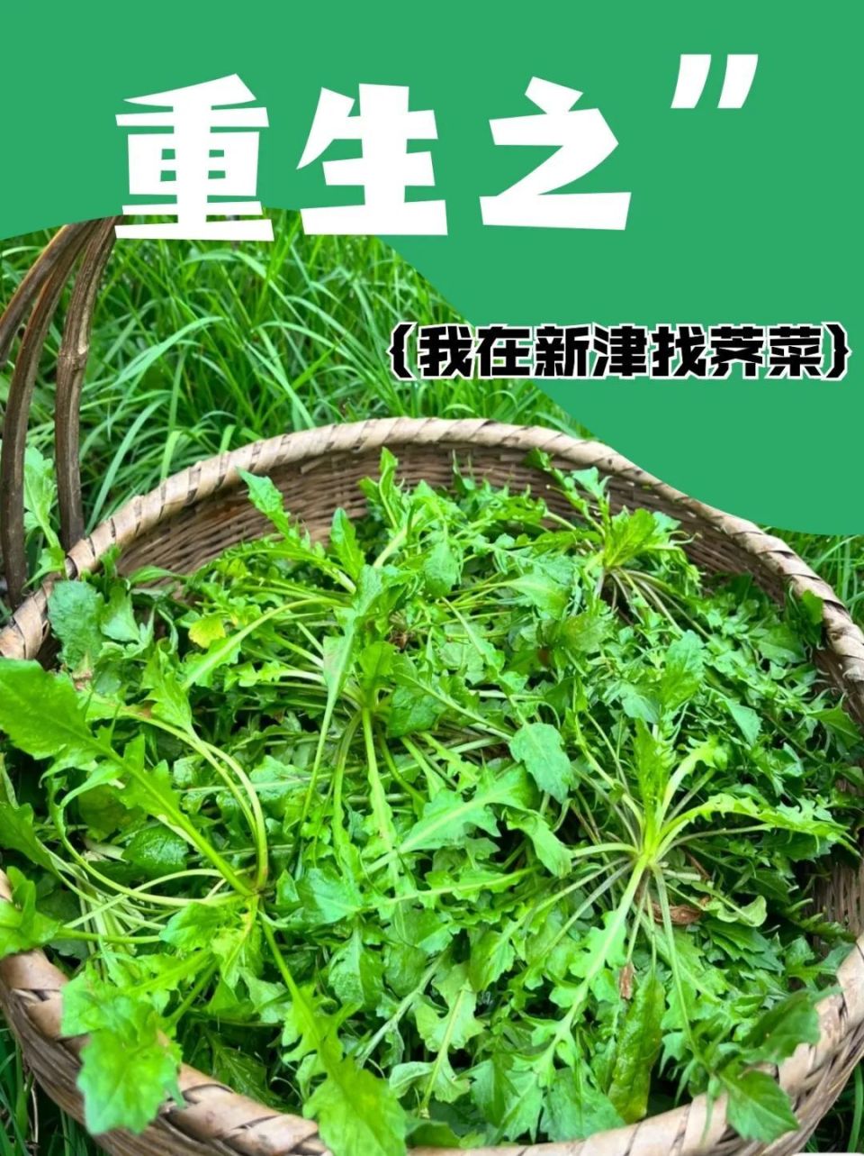 野生荠菜什么时候有图片