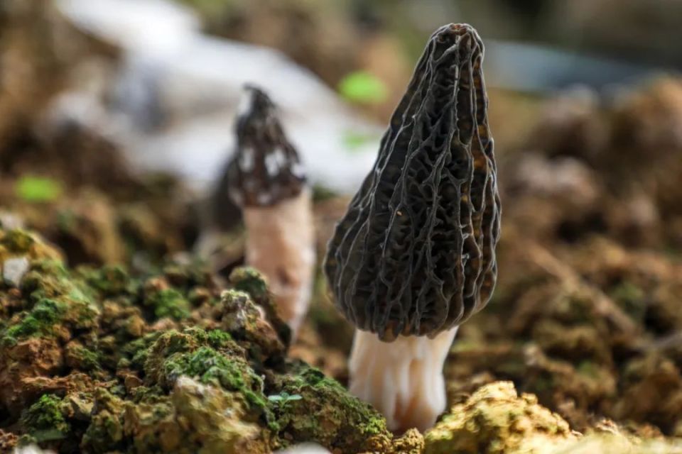 春季限定观山湖金华羊肚菌来了