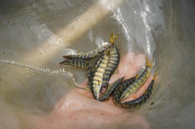 生命科学学院谢碧文教授来到该校长江上游鳅科鱼类种质资源保护基地