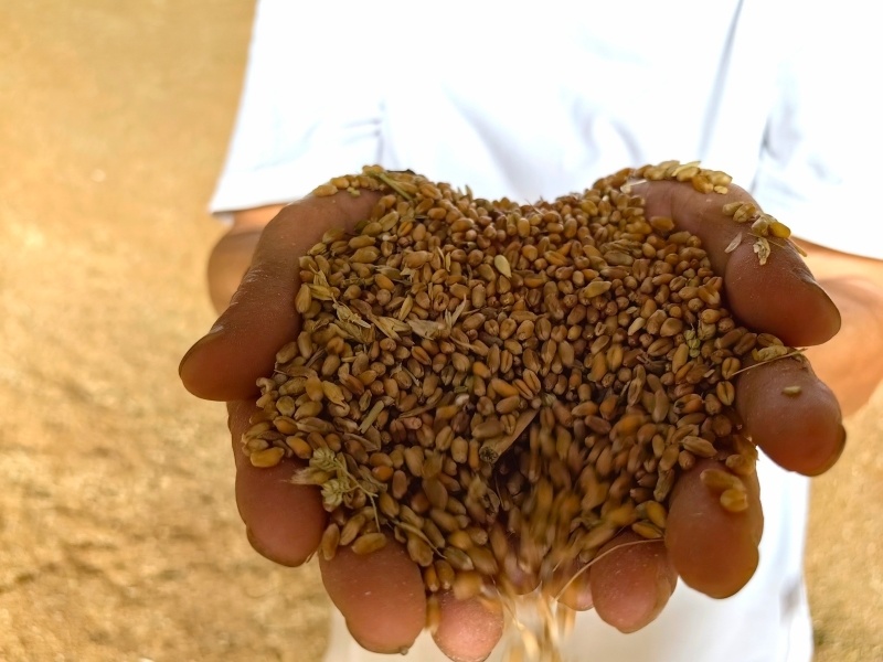 武汉武昌:深化帮扶兴产业 乡村振兴"添动能"