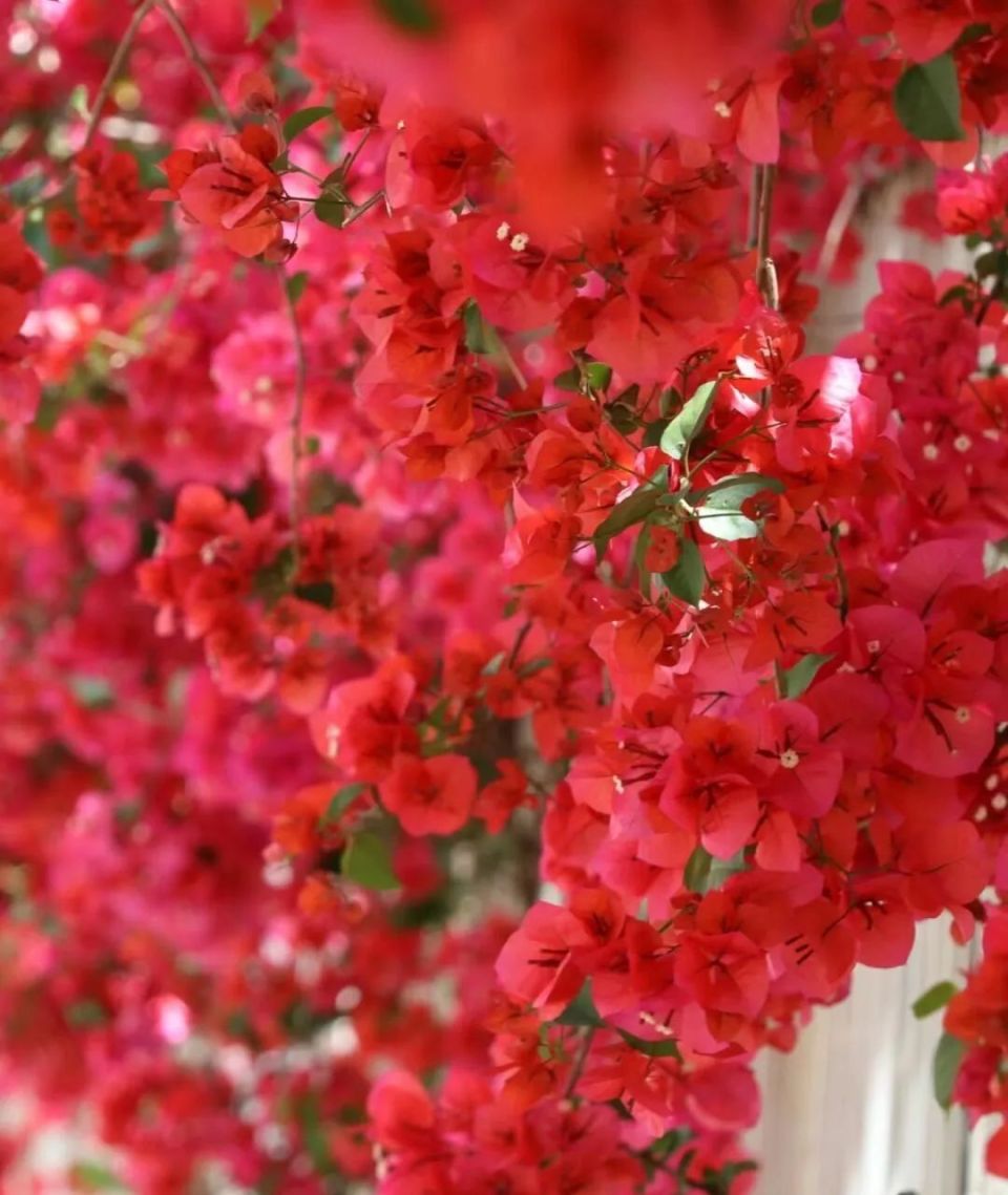 周末去哪儿 | 打卡昆明三角梅攻略来啦!