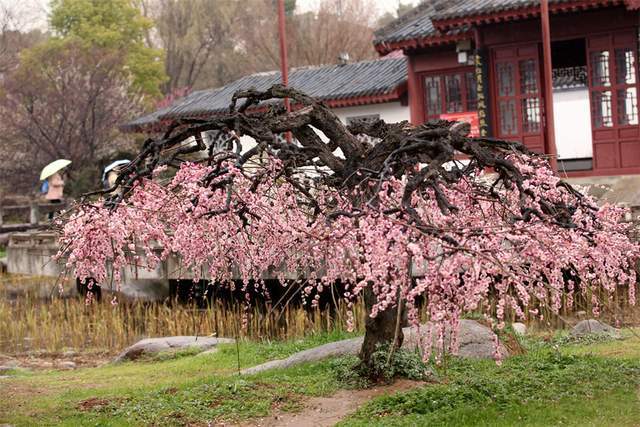 武汉哪里有梅花景点图片