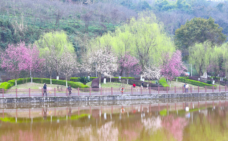 走到江津鼎山公园盘花去