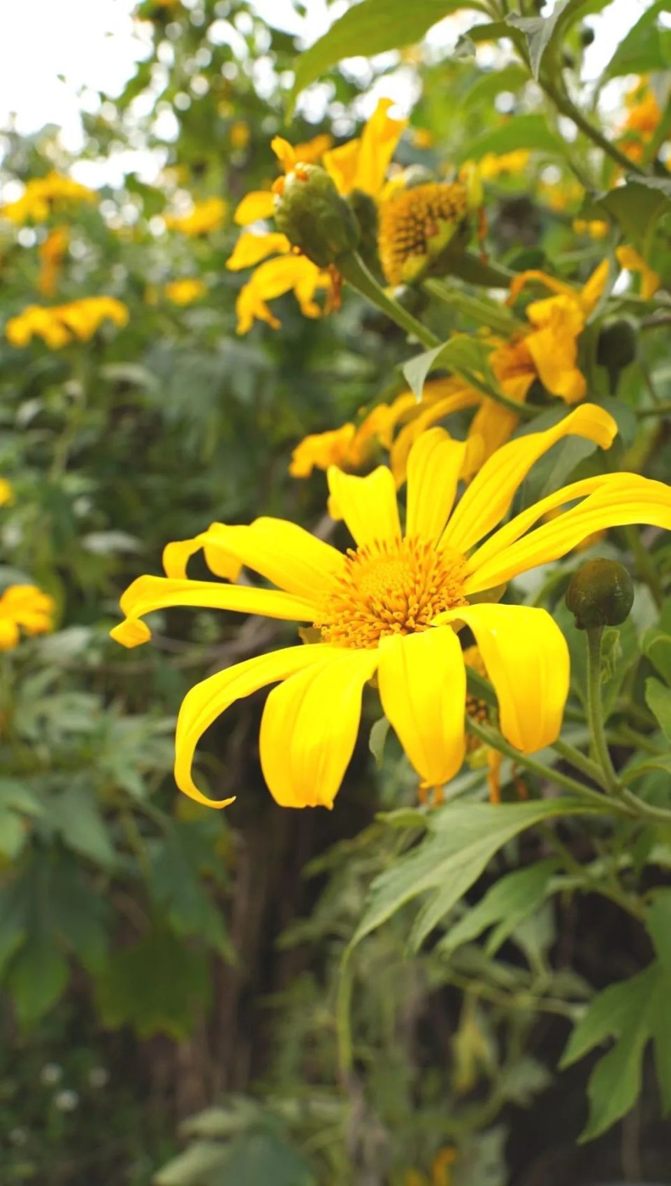 在建水遇见迷你太阳菊