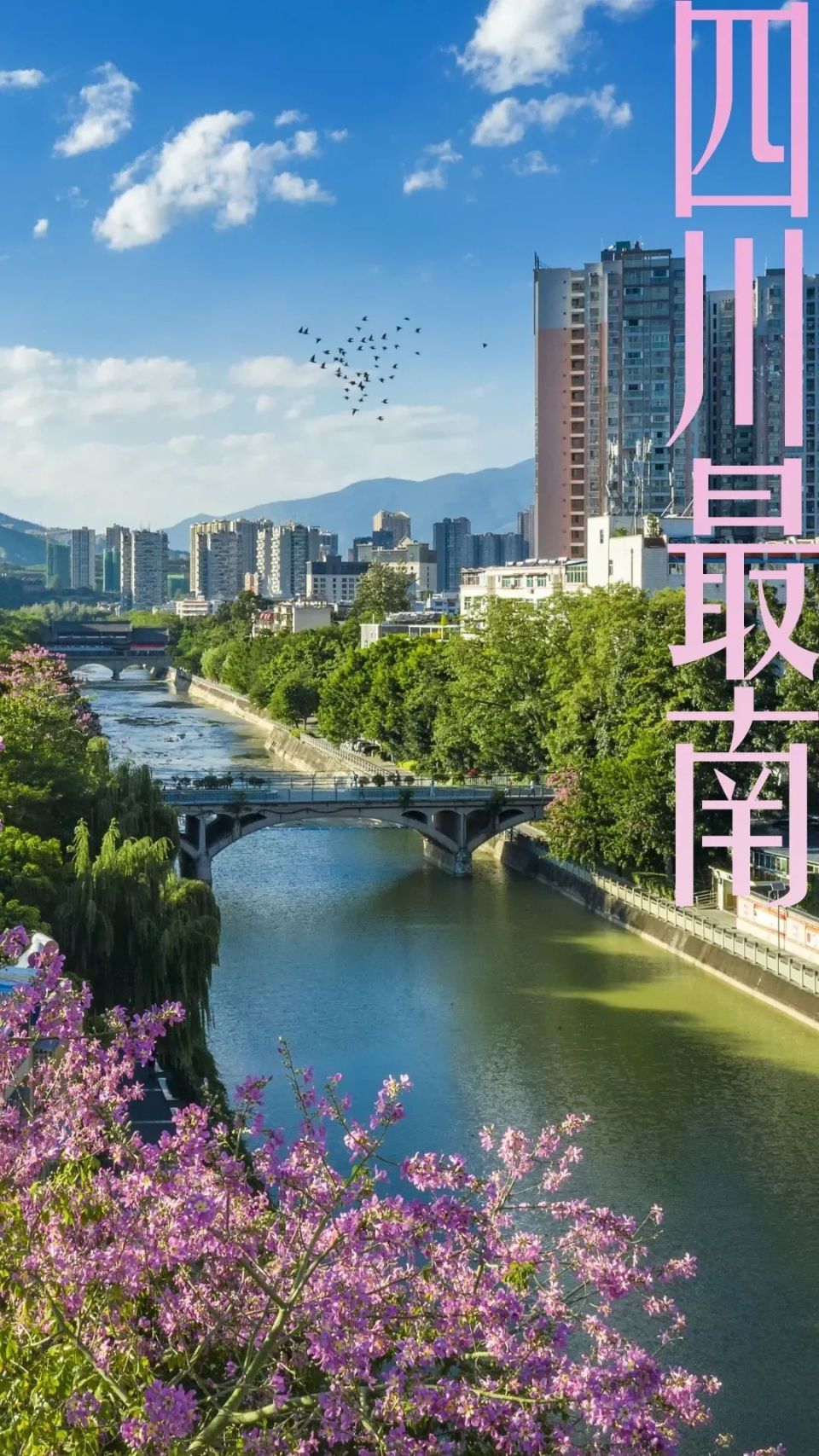 当海南,两广地区的芒果逐渐退市,长在"阳光之城"攀枝花仁和的晚熟芒果